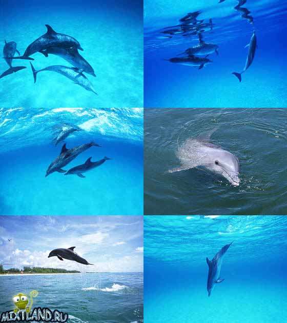 Обои дельфины скачать бесплатно